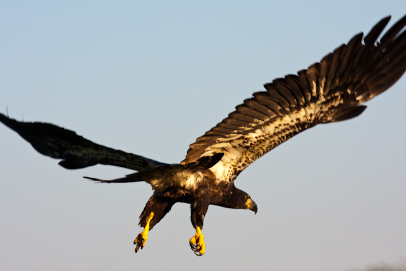 Juvenile Bald Eagle In Flight